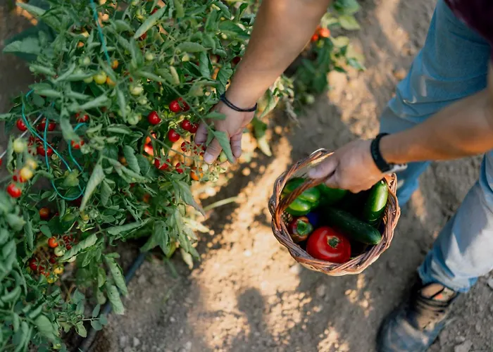 Mirafysee Farm Argoliko